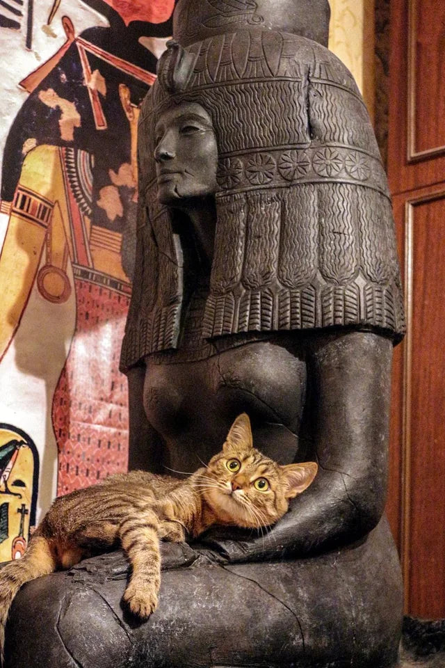 Mother of Cats - Morning Coffee Hoodie